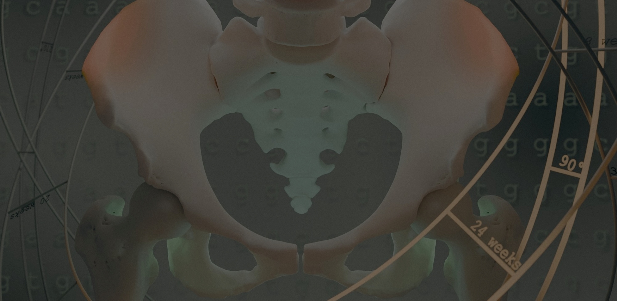 pelvis pelvis