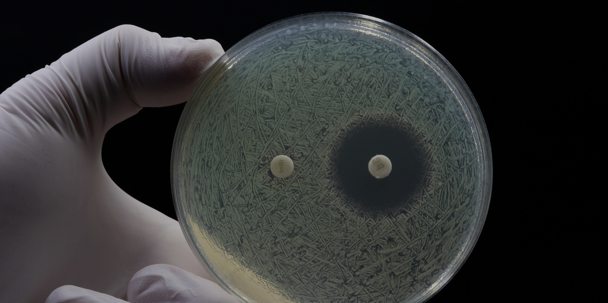 bacterias bacterias