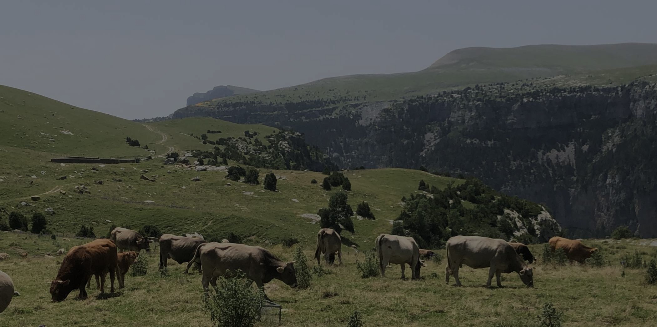 Autor: José D Anadón