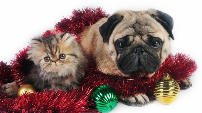 perro y gato