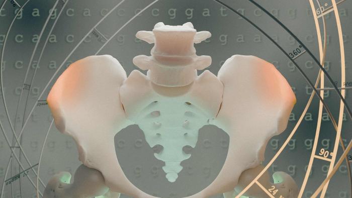 pelvis