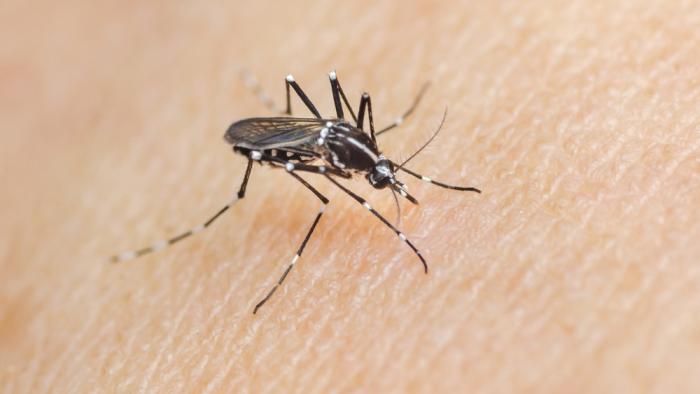 mosquito tigre