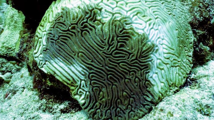 coral
