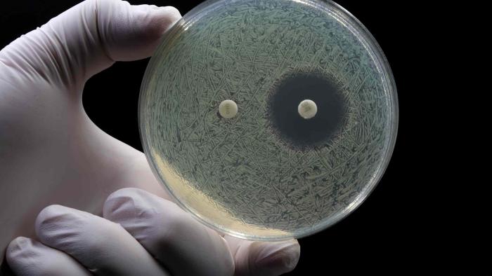 bacteria