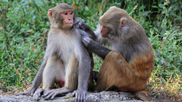 Dos macacos marcan el ritmo de una música en un estudio experimental macacos