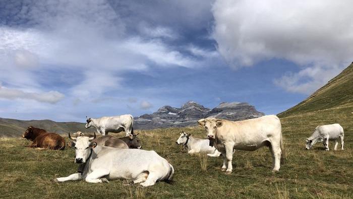 Vacas en un pasto.