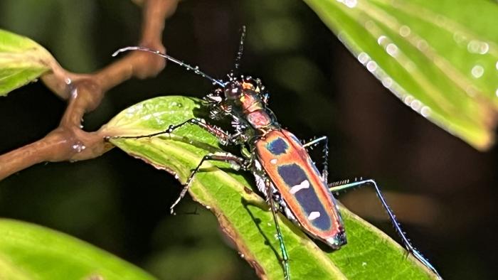 El conocimiento de la biodiversidad avanza más rápido que la pérdida de especies Especies