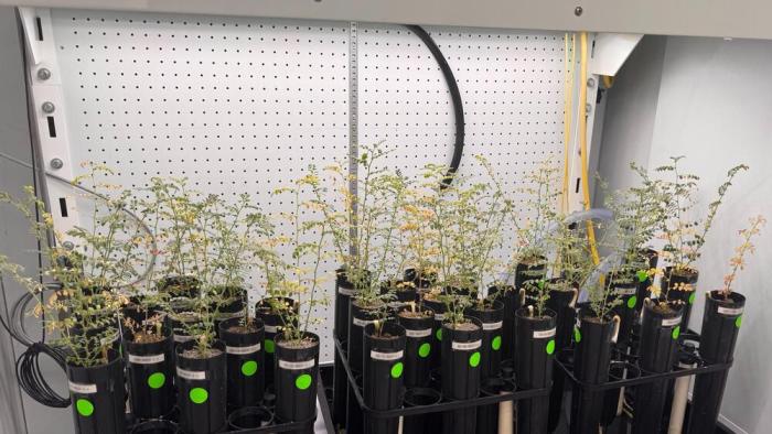 Plantas de garbanzos y microorganismos sobreviven en la Tierra en imitaciones de suelo lunar y marciano Plantas de garbanzo creciendo en diversas mezclas del simulante de suelo lunar.