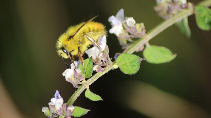 bee on flower