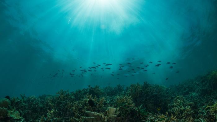 Lo que le pasa al océano afecta a todo el planeta: hacia una COP31 azul océano