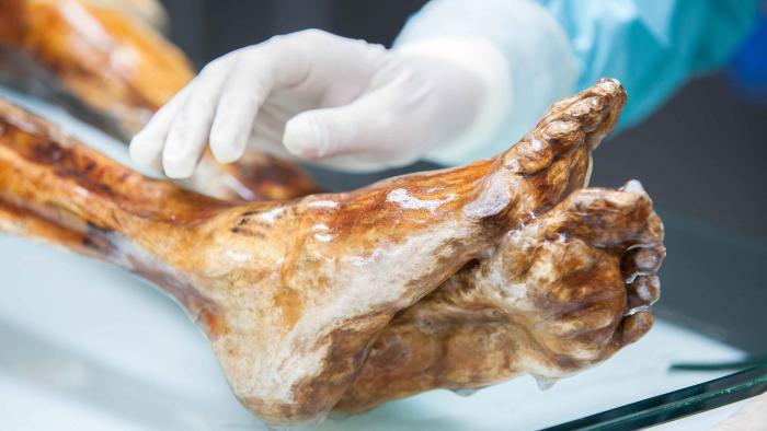 Los restos de Ötzi, el ‘hombre de hielo’, albergan microorganismos modernos y antiguos Otzi