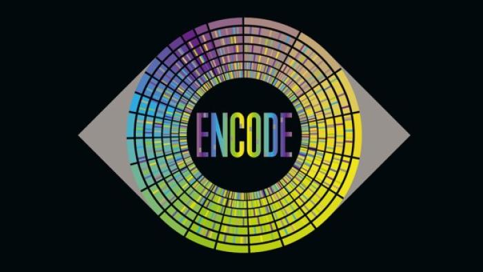 Un equipo con participación española genera el atlas más completo de los reguladores que controlan los genes humanos encode
