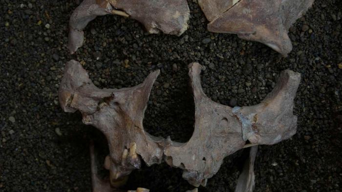 Hallan las que podrían ser las pruebas más antiguas del consumo de drogas por parte de recolectores preagrícolas cráneo del cazadore-recolector